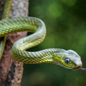 Essential First Aid Steps for Snake Bites During Monsoon