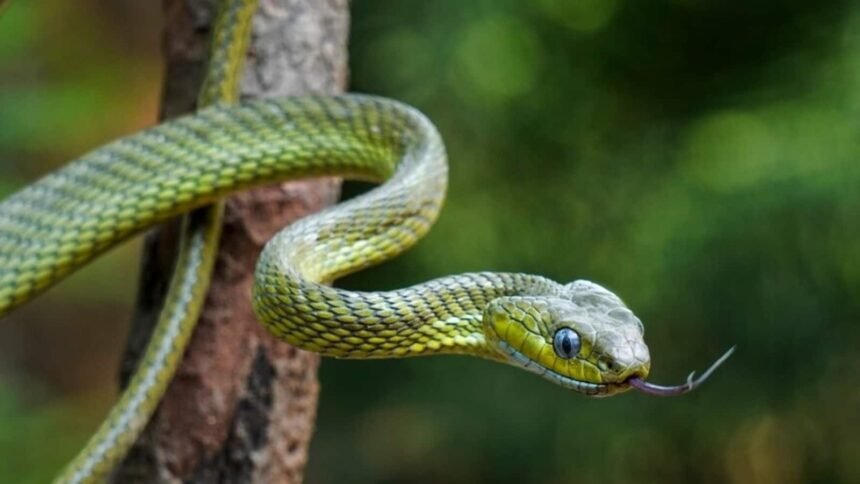Essential First Aid Steps for Snake Bites During Monsoon