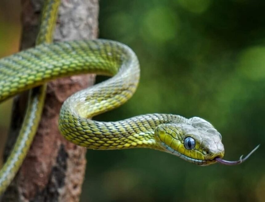 Essential First Aid Steps for Snake Bites During Monsoon