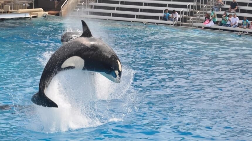 Jessica Radcliffe orca attack video debunked as a hoax