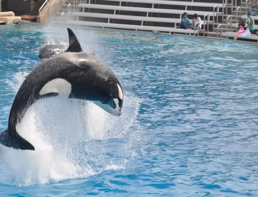 Jessica Radcliffe orca attack video debunked as a hoax