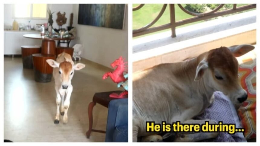 Meet Mr. Alex: The Gentle Calf Living in a High-Rise Apartment