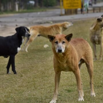 Stray Dog Invades Home, Attacks Boy and Father in Tamil Nadu