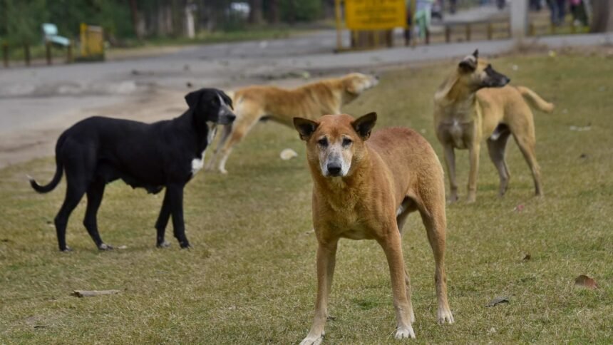 Stray Dog Invades Home, Attacks Boy and Father in Tamil Nadu